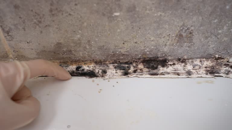 Best Air Quality Testing for Mold Spores  in Glen Allen, VA